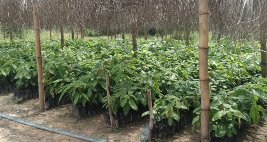 Two cocoa nurseries that are ready for transplanting at the National Cocoa Seed Garden in Beeplay. Photo credit/Mark B. Newa, CARI.