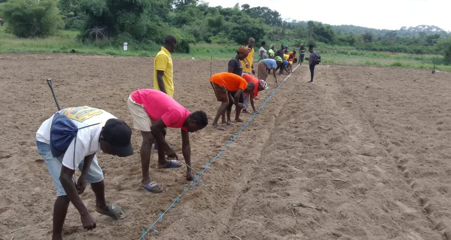 Farmers from 10 cooperatives learned about planting distances during the practical session at CARI in Suakoko.