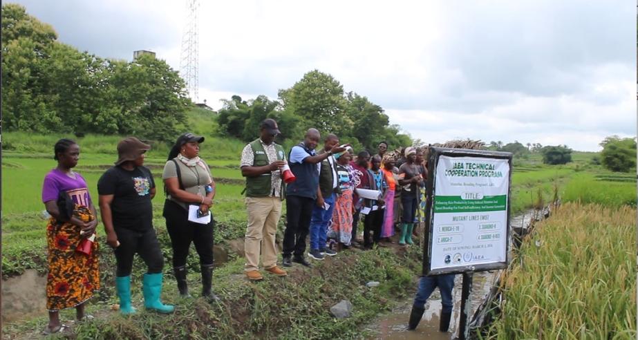On a guided tour, Dr. Kofi Bimpong, IAEA Technical Officer and CARI researchers discussing the promising mutant lines of the Suakoko 8 variety under the International Atomic Energy Agency (IAEA) Technical Cooperation Project (TCP) at CARI.
