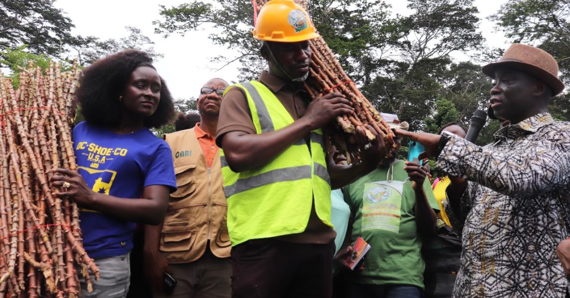 Agriculture Minister Nuetah handed over bundles of the 'Game Changer' cassava variety to representatives of farmers' organizations from Lofa and Nimba counties.