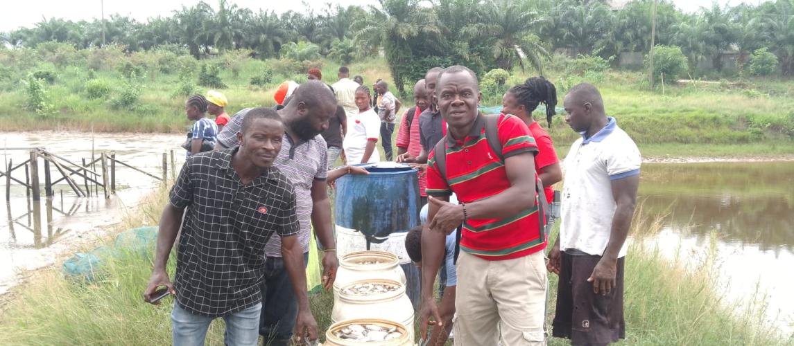 CARI aquaculture inland fisheries unit harvests stunted Tilapia, craves partners’ assistance 