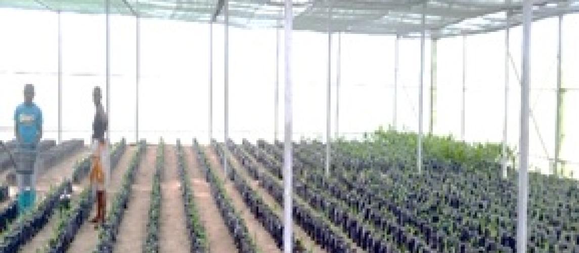 Assorted seedlings nursery