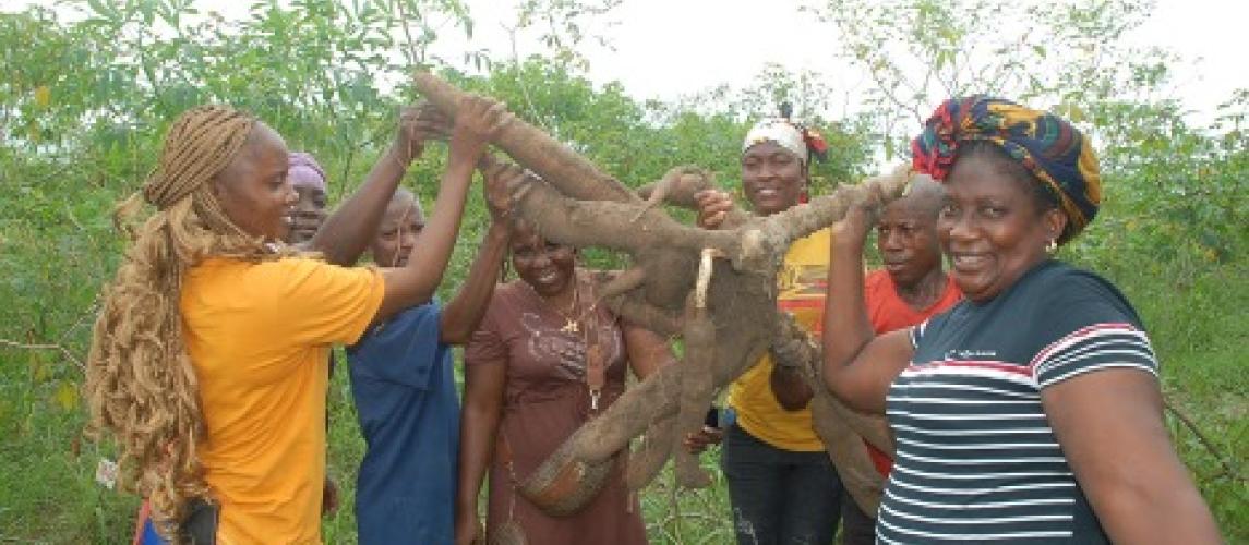 Technicians and specialists raised tubers some measuring 36 inches in length. CARI/2023/Mark B. Newa