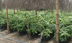 Two cocoa nurseries that are ready for transplanting at the National Cocoa Seed Garden in Beeplay. Photo credit/Mark B. Newa, CARI.