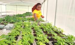 Research Officer attends to cassava plantlets in the SAH screenhouse at CARI