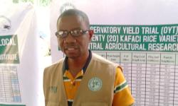 Observatory Yield Trails Identify Two ‘Highest-Performing’ KAFACI Rice At CARI