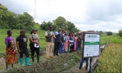 On a guided tour, Dr. Kofi Bimpong, IAEA Technical Officer and CARI researchers discussing the promising mutant lines of the Suakoko 8 variety under the International Atomic Energy Agency (IAEA) Technical Cooperation Project (TCP) at CARI.
