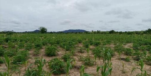 Cassava Farm