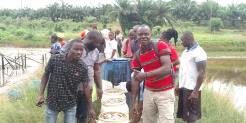 CARI aquaculture inland fisheries unit harvests stunted Tilapia, craves partners’ assistance 